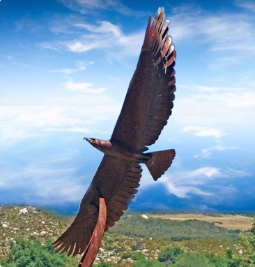 eagle_lobo